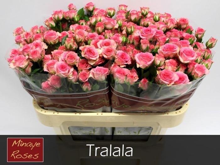 <h4>R TR TRALALA</h4>