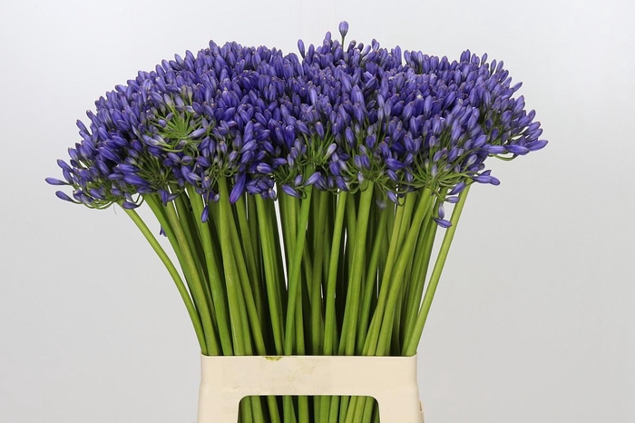 <h4>Agapanthus Suzan</h4>