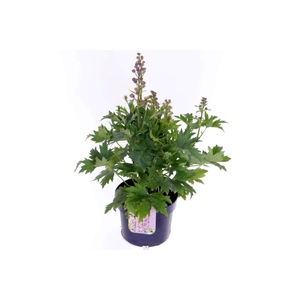Delphinium Pacific Giant Magic