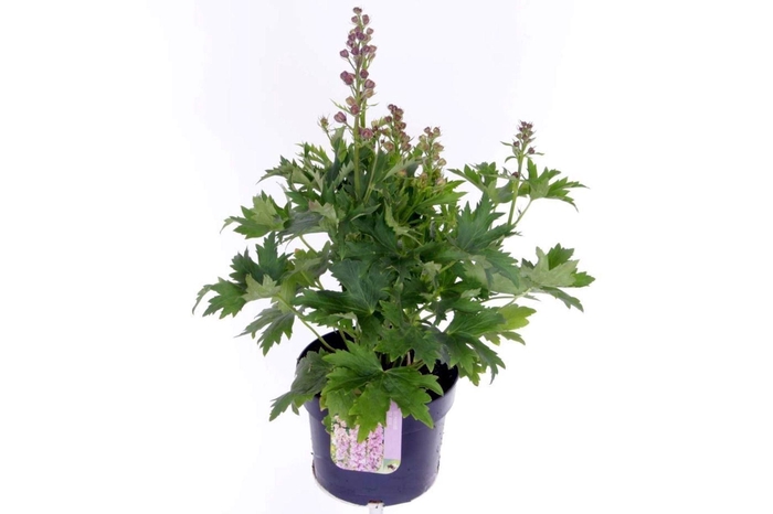 <h4>Delphinium Pacific Giant Magic</h4>