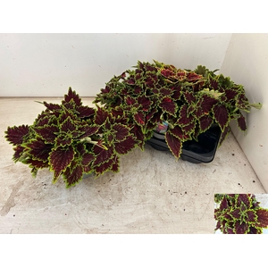 PLEC C MS BOURON STR