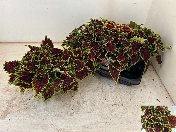 <h4>PLEC C MS BOURON STR</h4>