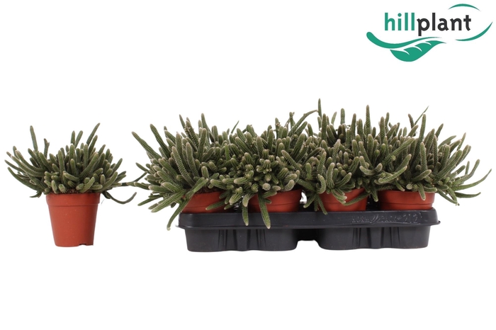 <h4>RHIPSALIS BACCIFERA</h4>