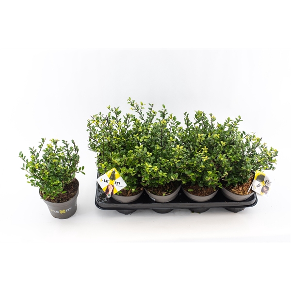 <h4>Ilex crenata Dark Green, P14, Struik 15-20cm</h4>