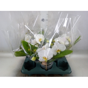 Phalaenopsis  'Muse White'