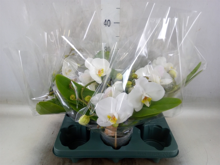<h4>Phalaenopsis  'Muse White'</h4>