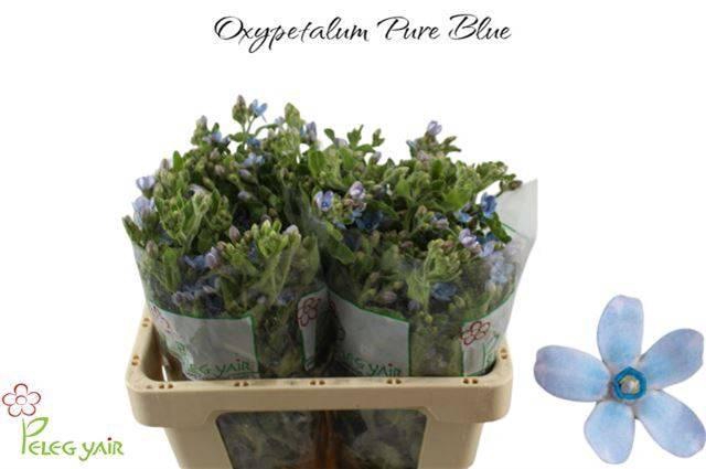 <h4>Oxypetalem Tan Pure Blue Peleg Yair</h4>