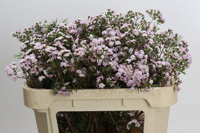 <h4>Chamelaucium Dancing Queen</h4>