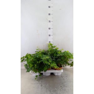 Hedera helix 'Brigitte'