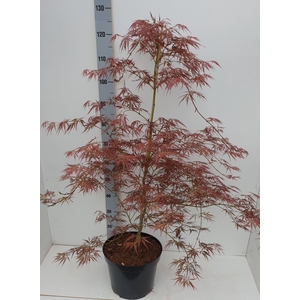 Acer palmatum Ornatum