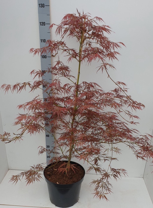 <h4>Acer palmatum Ornatum</h4>