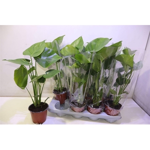Monstera Deliciosa