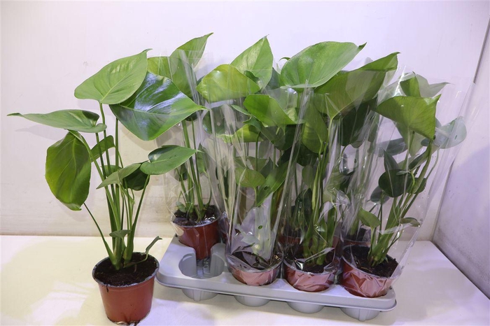 <h4>Monstera Deliciosa</h4>