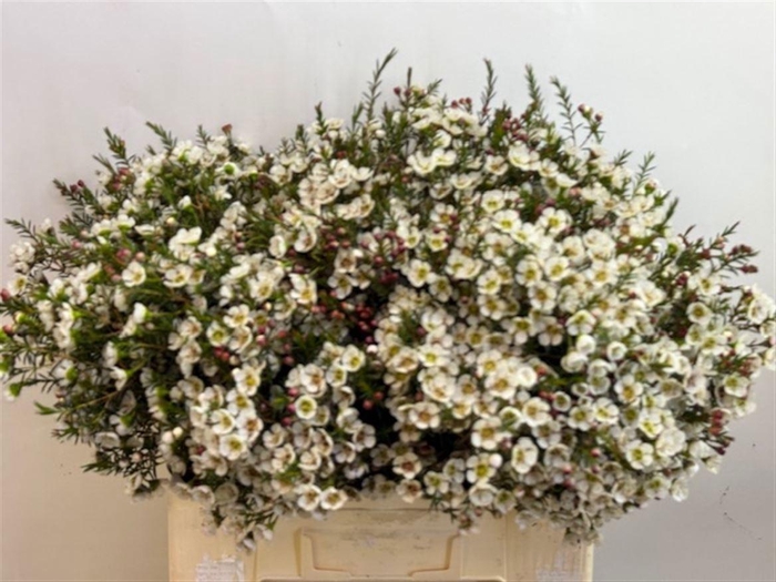 <h4>CHAME ME GIL</h4>