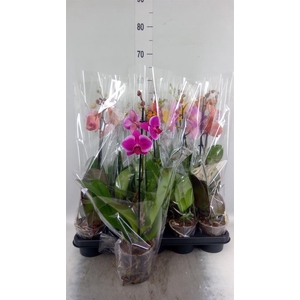 Phalaenopsis   ...mix
