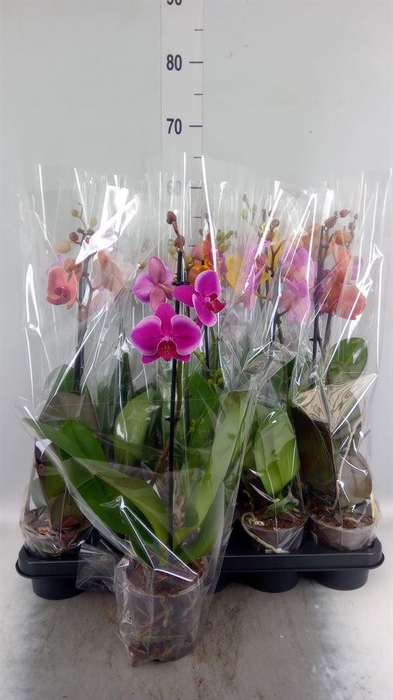 <h4>Phalaenopsis   ...mix</h4>