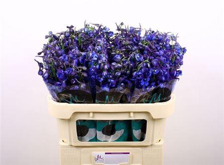 <h4>Delph En Donna</h4>