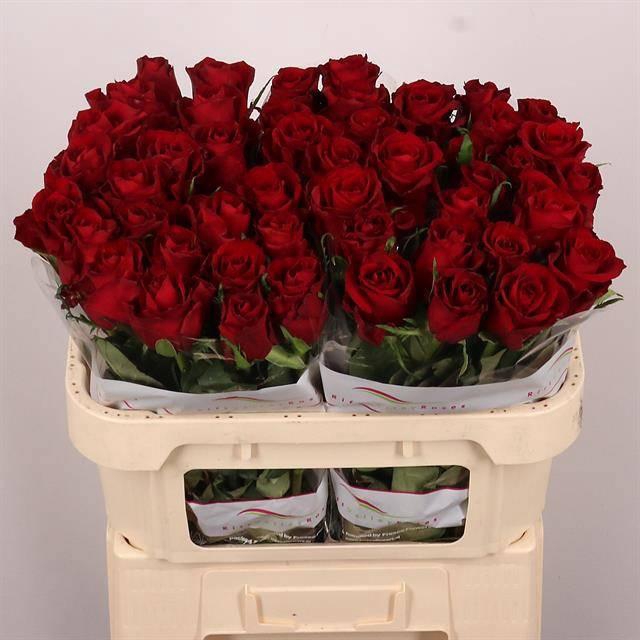 <h4>R GR EVER RED</h4>