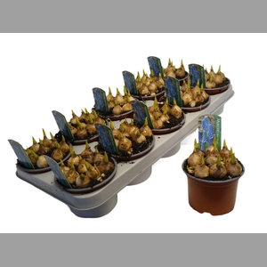 Muscar Blue Magic +label