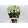 Matthiola Iron White