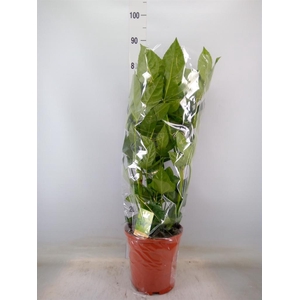 Fatsia japonica   ...