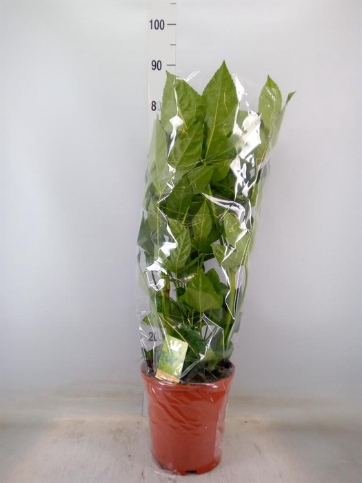 <h4>Fatsia japonica   ...</h4>