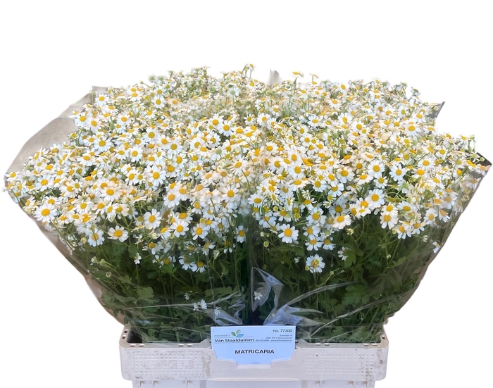 <h4>TANA PA CAMERON</h4>