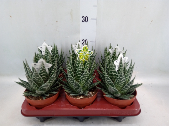 <h4>Aloe aristata 'Tiki Tahi'</h4>