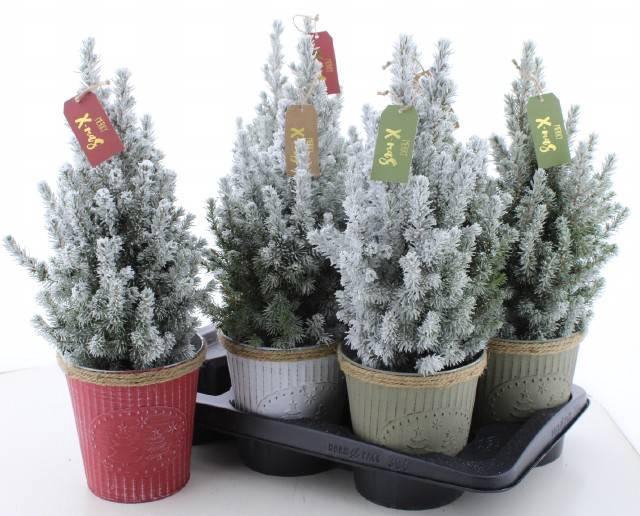 <h4>PICEA GL PERFECTA</h4>