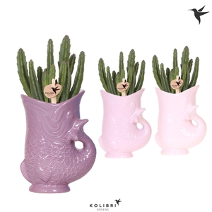 Kolibri Greens Stapelia Leendertziae in Fish pot lila mix
