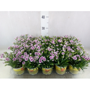 Dianthus allw. 'Lucky Lips Lena'