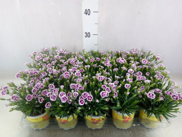 <h4>Dianthus allw. 'Lucky Lips Lena'</h4>