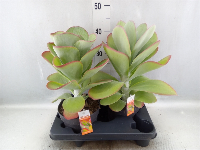 <h4>Kalanchoe NF thyrsiflora 'Red Lips'</h4>