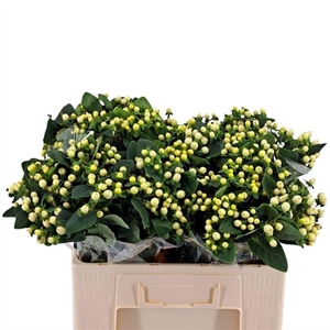 Hypericum Mag. Snowprince