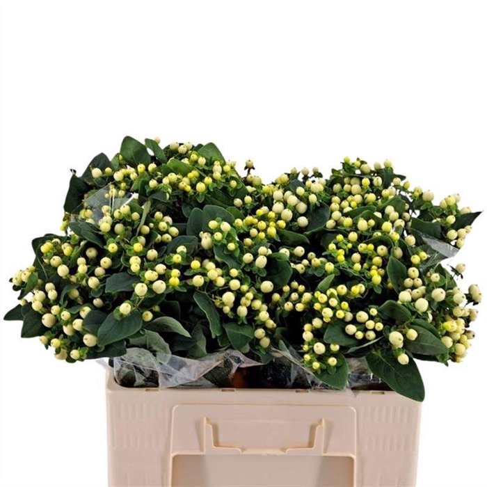 <h4>Hypericum Mag. Snowprince</h4>