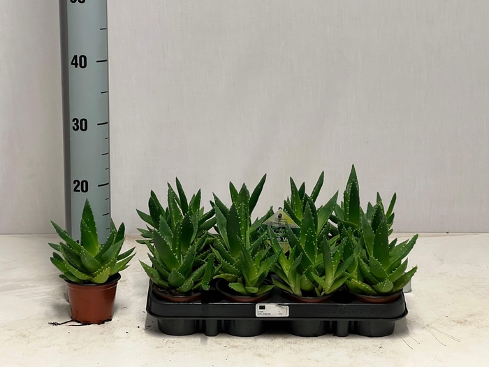 <h4>ALOE PERFOLIATA</h4>