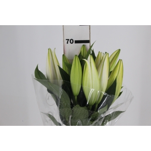 LIRIO ZAMBESI 070 CM HT MIN 2 FLS