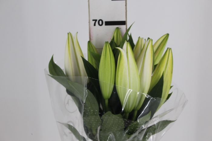 <h4>LIRIO ZAMBESI 070 CM HT MIN 2 FLS</h4>