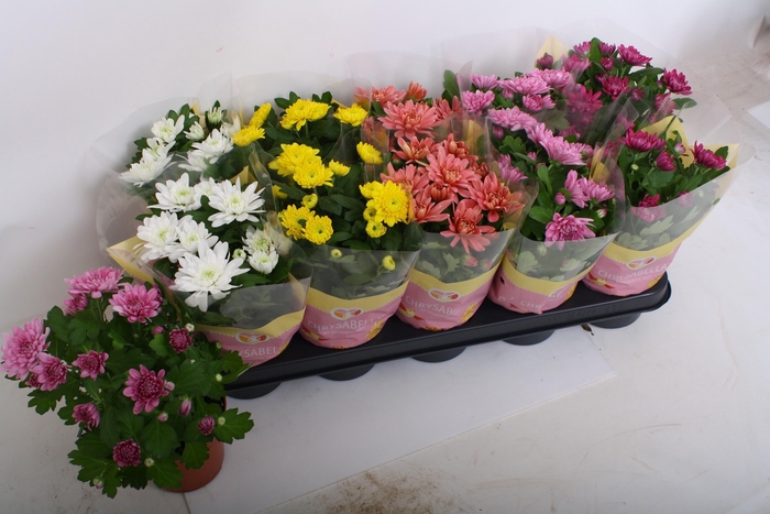 <h4>CHRYS GEVULDBL GEM</h4>