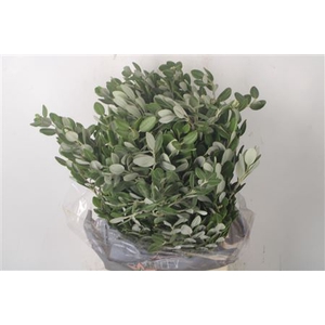 Pitto Ralphi Per Bunch 400 Gram