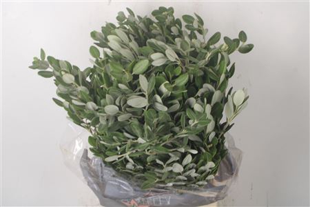 <h4>Pitto Ralphi Per Bunch 400 Gram</h4>