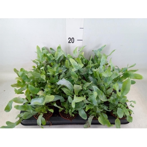 Phlebodium aureum 'Blue Star'