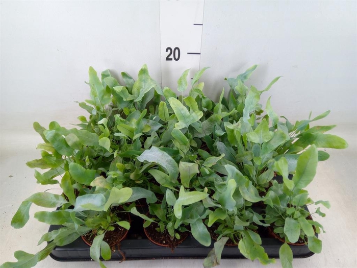 <h4>Phlebodium aureum 'Blue Star'</h4>