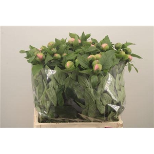 Paeo L Salmon Saucer