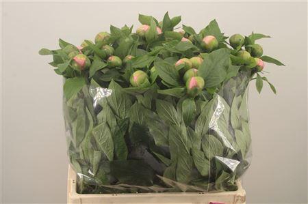 <h4>Paeo L Salmon Saucer</h4>