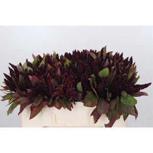 AMARANTHUS RED