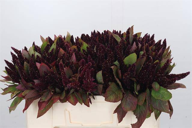 <h4>AMARANTHUS RED</h4>