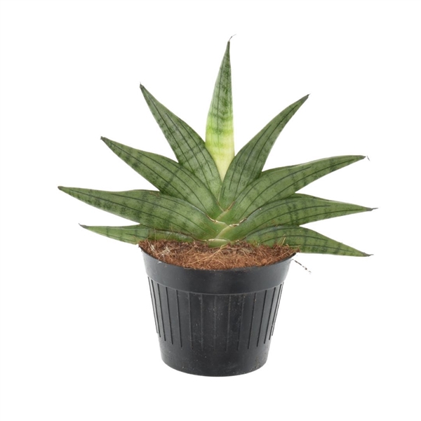<h4>Sansevieria Helios P10,5</h4>