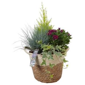 PTSO7207 Arrangementen Tuinplanten