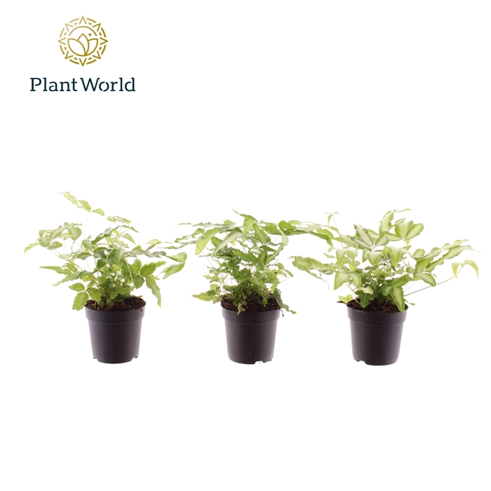 <h4>Pteris Cretica Albolineata</h4>